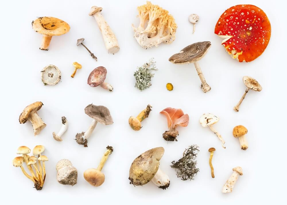 types-of-shrooms