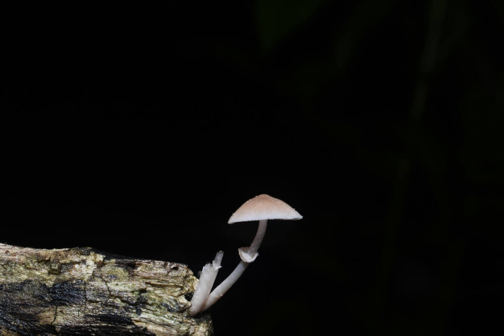 solo-shroom-darkness