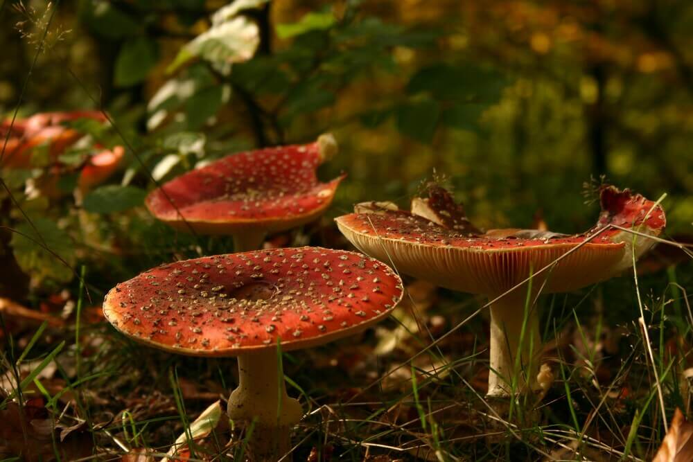amanita-mushrooms-bite