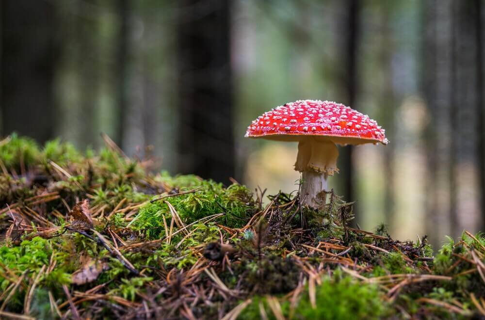 amanita-in-the-wild