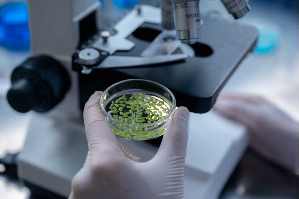 examining chemical structure of cannabis