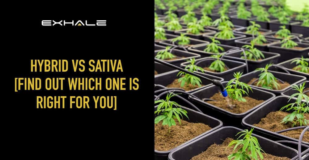 hybrid vs sativa