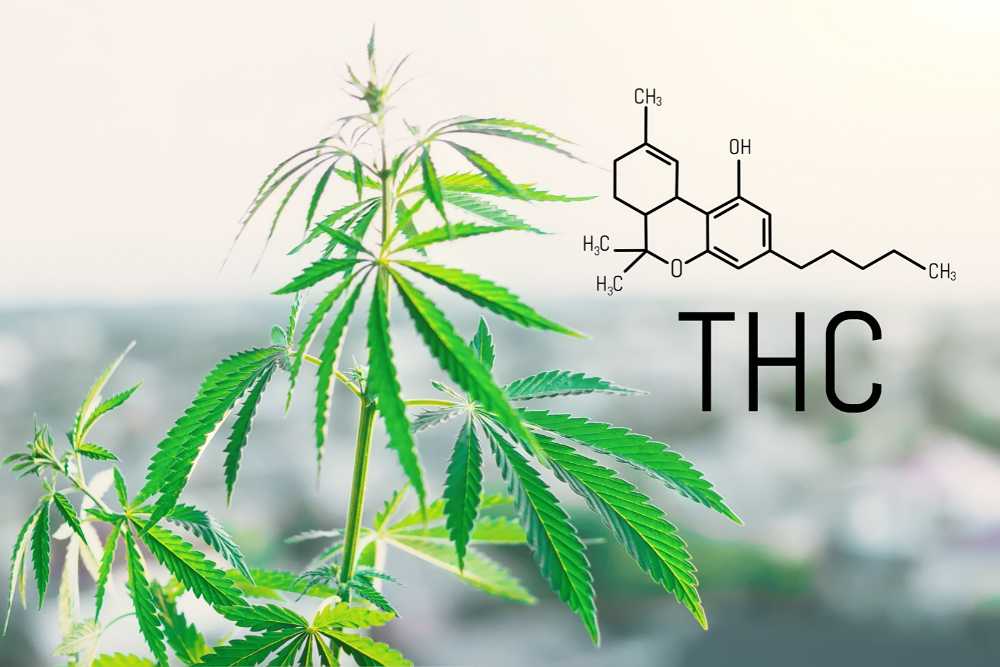 the chemical formula and hemp plant