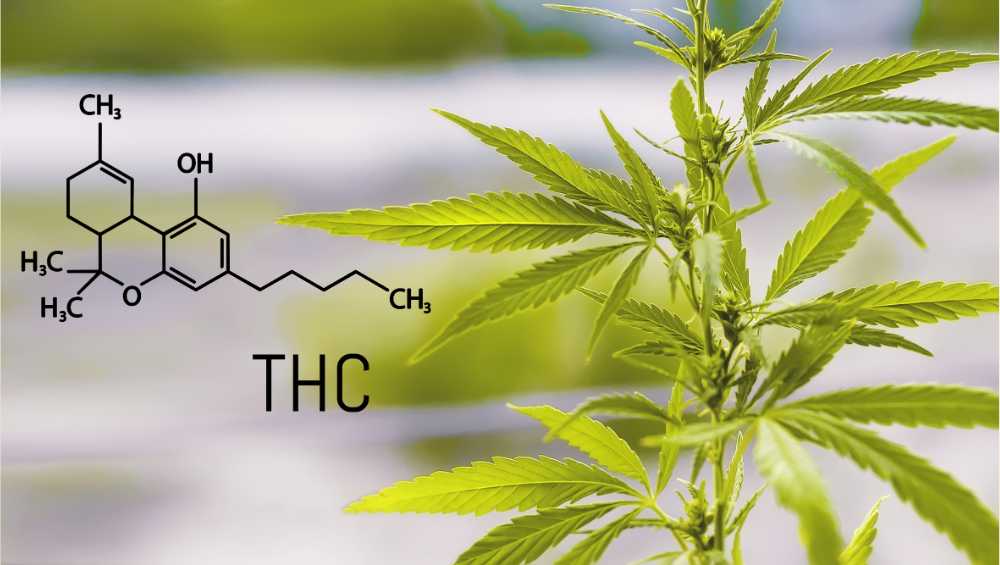 the molecular structure with cannabis plant