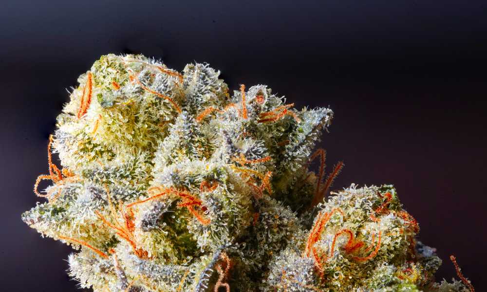 extreme closeup of trichome rich hemp flower