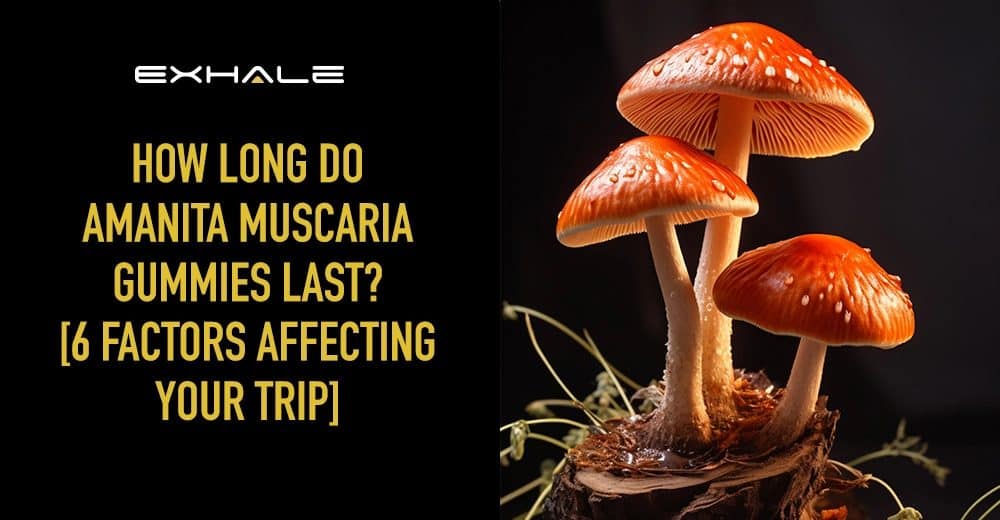 how long does amanita muscaria gummies last