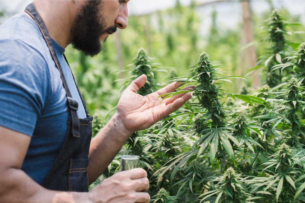 farmer examining cannabis strain