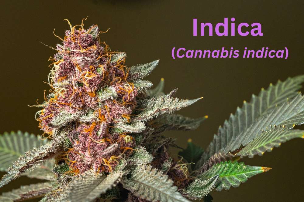 indica cannabis indica flower closeup with text