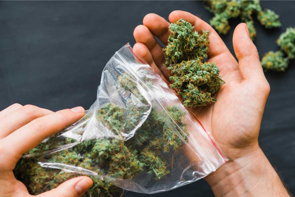 person holding hemp flower from baggie
