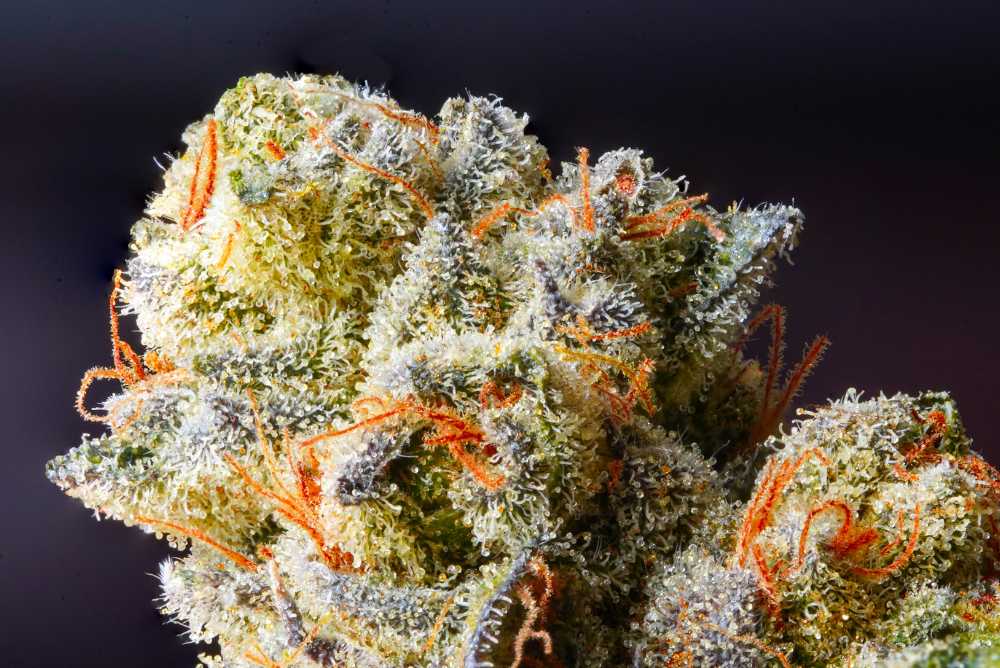 closeup of trichomes on frosty bud