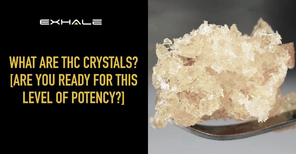 thc crystal what are thc cyrstals