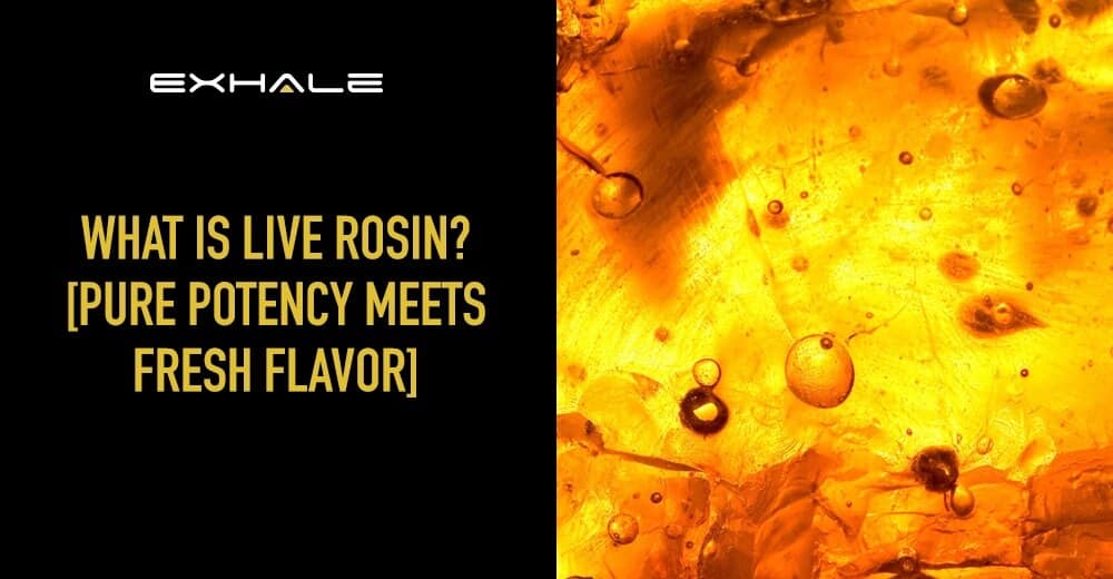 what is live rosin